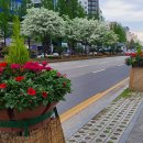 2025년 유성봄꽃 전시회 와 유성온천문화축제 ~2025.5.2~ 이미지