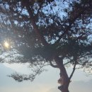 오렌지꽃향기는바람에날리고민박 이미지