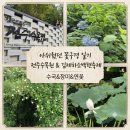하소백련 | ​꽃구경 실패 전주수목원 수국 장미 현황, 김제 하소백련축제 연꽃 실시간 개화 상태