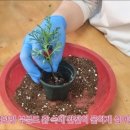 장가이버 이미지