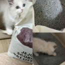 모래울화장실 | 먼지없는 고양이모래 추천 제주 화산송에 벤토나이트 오름모래 내돈내산 후기 (먼지때매 눈꼽많은 울냥이)