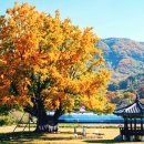 면천초등학교 | 11월 충남 가볼만한곳 은행나무 단풍 명소 베스트10