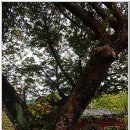 의평마을 이미지