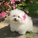 복슬강아지 이미지