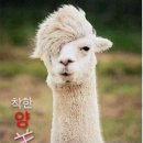 착한양꼬치구이 이미지