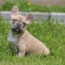 명품켄넬 이미지