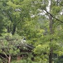 숭림산태봉골 이미지