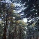 가평 잣향기 푸른숲 이미지