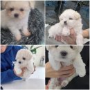 꿈꾸는 강아지 | 수원강아지분양 고민하다 찾은 반려 가족 맞이 체크리스트 확인