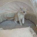 강아지분양 고양이분양 도그마루 무료 검단점 이미지