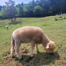 왕지농장 이미지