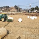 영주볏짚 이미지