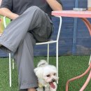 퍼피앤독 | 퍼피앤독 애견운동장(애견카페) 방문 후기