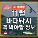 11월 바다낚시, 진짜 이건 알고 가야 한다 🎣🔥