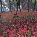 호수공원 축구장옆 네이버블로그