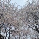 탄금야구장 야구장 | [충주] 벚꽃으로 유명한 &#39;하방마을&#39; 다녀온 후기 - 맹꽁쀼