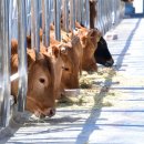 대성사료 이미지