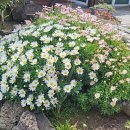 브니엘하우스 이미지