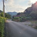 설대나무 울타리 다듬기 이미지