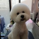 팬더애견샵 이미지