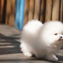 도그메종 이미지