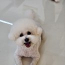 쌀롱 드 빼로 이미지