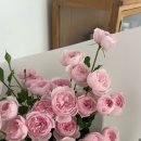 스튜디오로즈데이