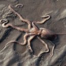 엉클짱왕해물찜 이미지