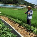 개화초등학교 이미지