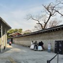 은행나무길(문화재단앞) | 2026년 3월 서울 인문기행 1_문화해설사와 함께 하는 도보관광-창덕궁(昌德宮)' 그리고 후원(後苑) 자유...