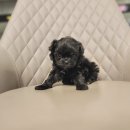 멍품 강아지분양 본점 이미지