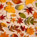 장미무도장 이미지