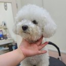 빛날개 이미지
