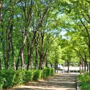 가로수길 - 홍천군 연봉로 43 | 가로수길