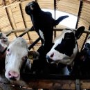 Animal health campaigners welcome delay of 'battery farm' dairy 이미지