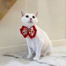 페페로미아 | [고양이 무마취 미용&amp;호텔] 동탄/오산 고양이 미용 후기 : 페페로미아