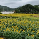 신봉 LG헬로비전