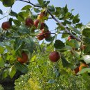 쇠똥구리 농장 이미지