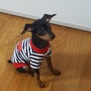 도그파파안 이미지