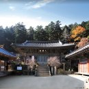 금당백련 | 고성군 개천면 연화산 옥천사(20230823)