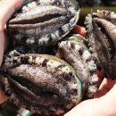 완도참전복 이미지