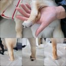 강아지 맞춤 신발, 높이와 발바닥 패드 보완, 보호자님 후기