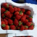 바람개비 딸기학교 이미지