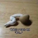 두꺼비등갈비