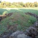 온평리-9 이미지