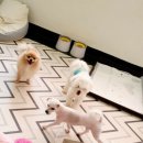 마마독스 이미지