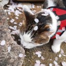 꽃길 걷는 고양이 이미지