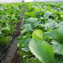 최용순농장 이미지