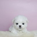 퍼피당강아지 안산본점 이미지