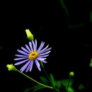 좋은나무 이미지